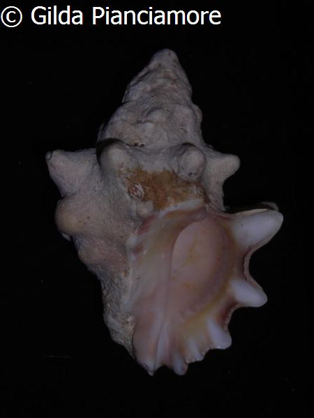 no photo for this shell